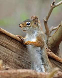 Red squirrel Photo: Sheri Larsen