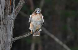 Red tailed hawk Photo: Jacqueline Robidoux