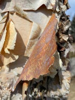 River birch Photo: Louanne Nielsen