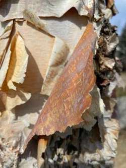 River birch Photo: Louanne Nielsen