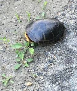 38_shy_turtle.jpg