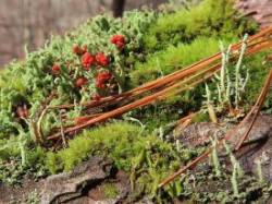 Soldier lichen Photo: Nate Rosebrooks