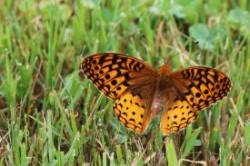 Spangled fritillary Photo: Diana Dube