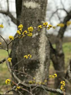 Spicebush blossoms Photo: Mollie Babize