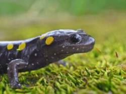 Spotted salamander Photo: Charlie Schwarz