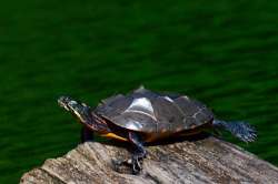 Turtle Photo: Ken Hatch