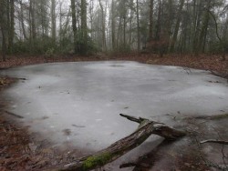 Vernal Pool Photo: Charlie Schwarz