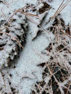 White pine Photo: Terryanne Maenza-Gmelch