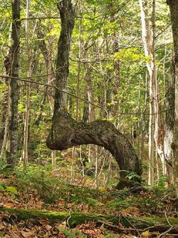 October 2017 Photo: Barbara Mackay