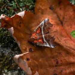 Herald moth Photo: Sandy Miklas Dannis