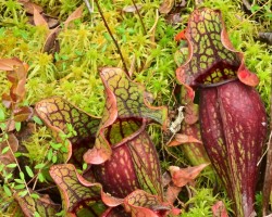 Pitcher plants Photo: Ken Hatch