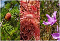 July nature Photo: Susan Lichty