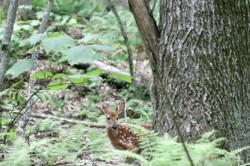 Shy fawn Photo: Stephen Poklemba