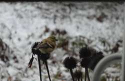 Coneflower Photo: Jack Nelson