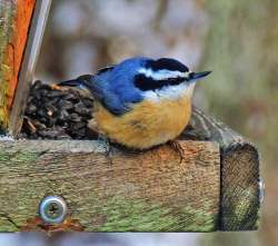 Nuthatch Photo: Tami Gingrich