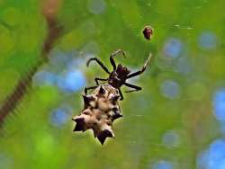 Spider Photo: Charlie Schwarz