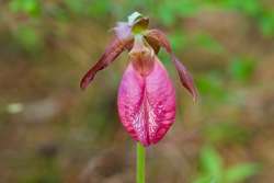 Ladyslipper Photo: Tom Grett