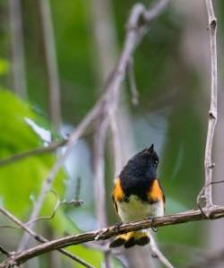 Bird Photo: Tig Tillinghast