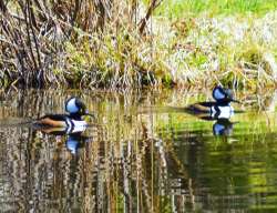 Mergansers Photo: Michael A. Kuhni