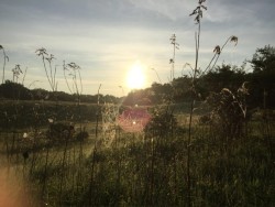 Arachnid artistry Photo: David Andler