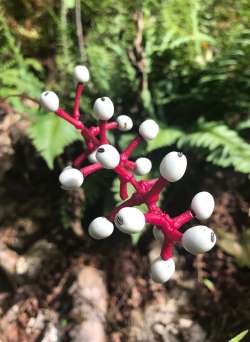 Baneberry Photo: Karen Bruder