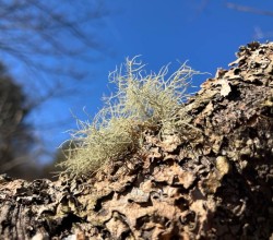 Beard lichen Photo: Sharon Bombard
