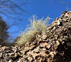 Beard lichen Photo: Sharon Bombard