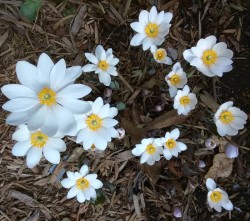 Bloodroot Plant Photo: Bonnie Honaberger