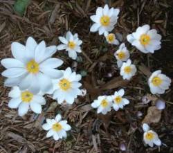 Bloodroot Plant Photo: Bonnie Honaberger