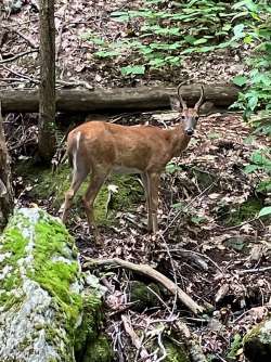 Young deer Photo: Sharon Bombard