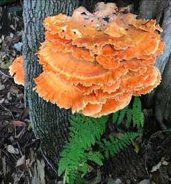 Chicken of the woods Photo: Robert Lord