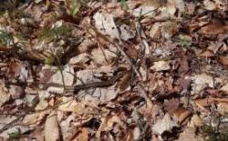 Brown Snake Photo: Roger T. Gray