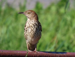 Brown Thrasher Photo: Sue March