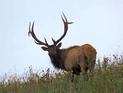 Bull elk Photo: Charlie Schwarz