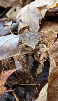 Camouflage frog Photo: Cori Hill