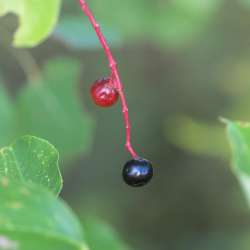 Chokecherry Photo: AM Dannis