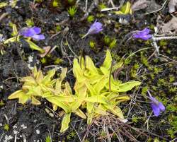 Common butterwort Photo: Sheri Larsen