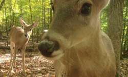 Deer Photo: Matt DeLuca