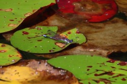 Damselfly Photo: Elise Torello