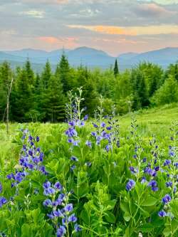 False indigo Photo: Tom Grett