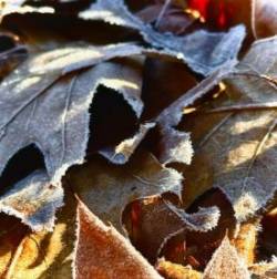 Frozen leaves Photo: Beth Harris Pervier