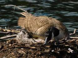 Goose nest Photo: Nickolay Burnin