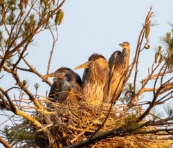 Great Blue Heron Photo: Ross Lanius