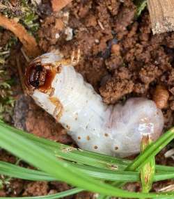 Grubs Photo: Char Reed