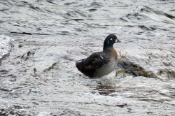 Harlequin duck Photo: Debbie Edson