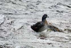 Harlequin duck Photo: Debbie Edson