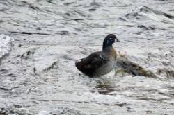 Harlequin duck Photo: Debbie Edson