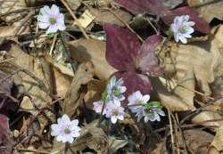 Hepatica Photo: Judy Sweet