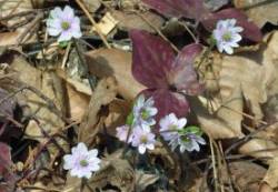Hepatica Photo: Judy Sweet