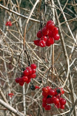Highbusy cranberry Photo: Sheri Larsen